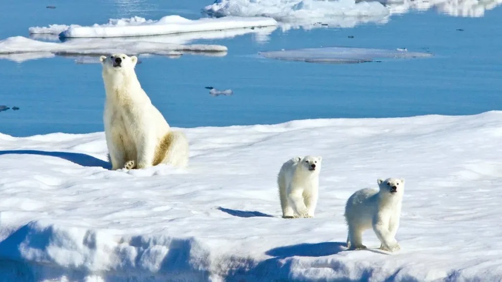 Terletak di antara Norwegia dan Kutub Utara, Svalbard adalah rumah bagi beruang kutub, rusa, dan anjing laut. Suhu di musim dingin bisa mencapai -20 derajat Celsius.