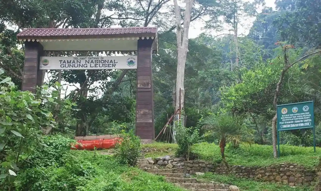 Taman nasional ini adalah rumah bagi orangutan Sumatra yang terancam punah. Anda juga bisa menemukan flora dan fauna lain yang eksotis.