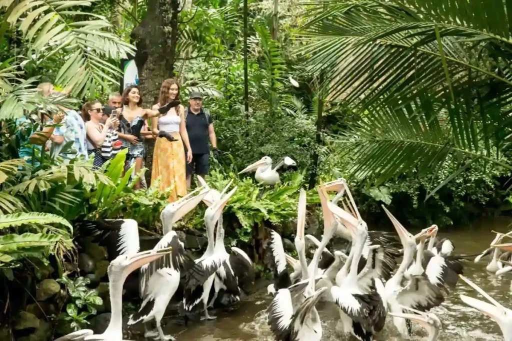 Hiburan Terbaik di Bali. Bali Bird Park adalah taman burung terbesar di Indonesia yang memiliki lebih dari 1000 burung dari berbagai spesies di seluruh dunia. Taman ini juga memiliki koleksi burung endemik Bali yang langka.