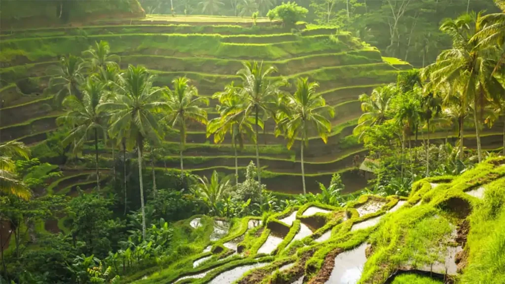 Hiburan Terbaik di Bali. Tegallalang Rice Terrace adalah sawah terasering yang terkenal di Bali. Terletak di daerah Ubud, sawah ini menawarkan pemandangan hijau yang menyejukkan mata. Ini adalah tempat yang sempurna untuk bersantai dan menikmati keindahan alam Bali yang masih alami.