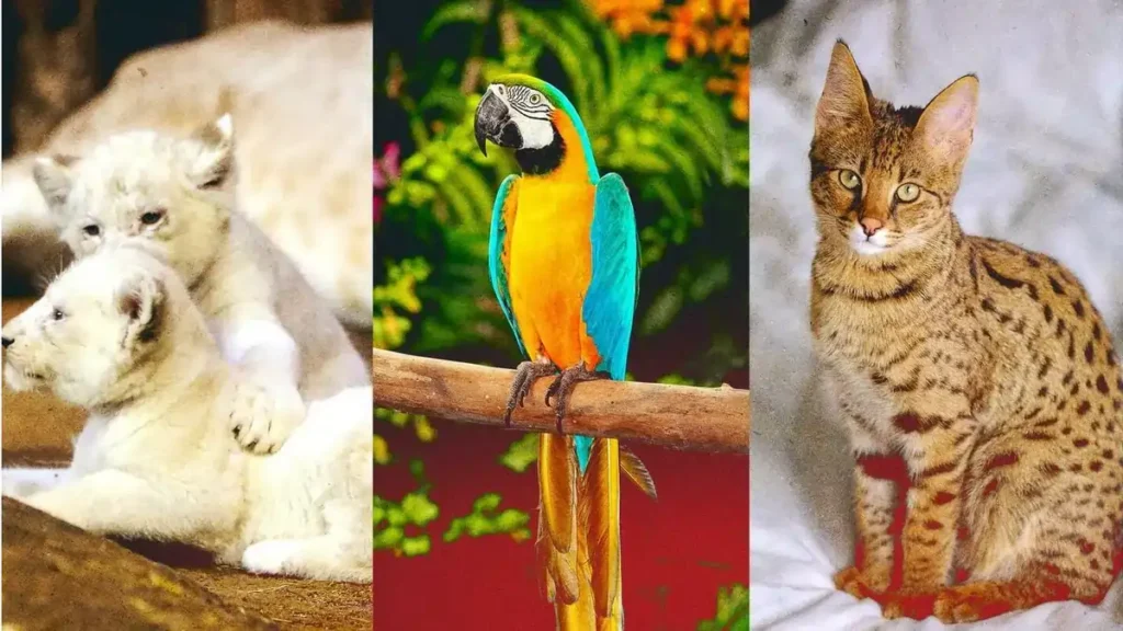 Bagi crazy rich, hewan peliharaan adalah simbol status. Mereka tidak segan menghabiskan miliaran rupiah untuk membeli hewan langka seperti kucing Savannah, macaw, atau anjing Tibet Mastiff.